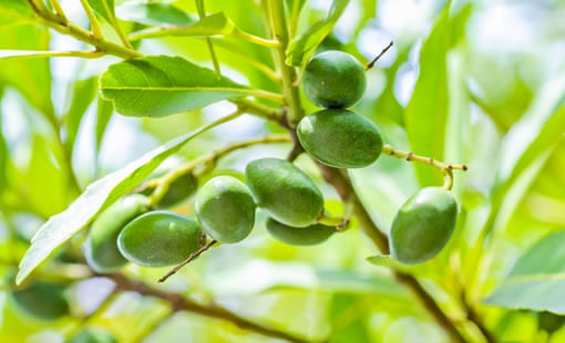 オリーブの葉に含まれているポリフェノールの一種「ヒドロキシチロソール」