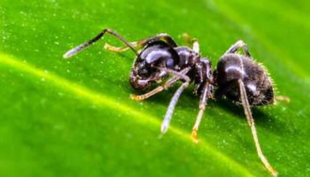「ANTBOM」に配合されている「擬黒多刺蟻」の成分と効果を紹介